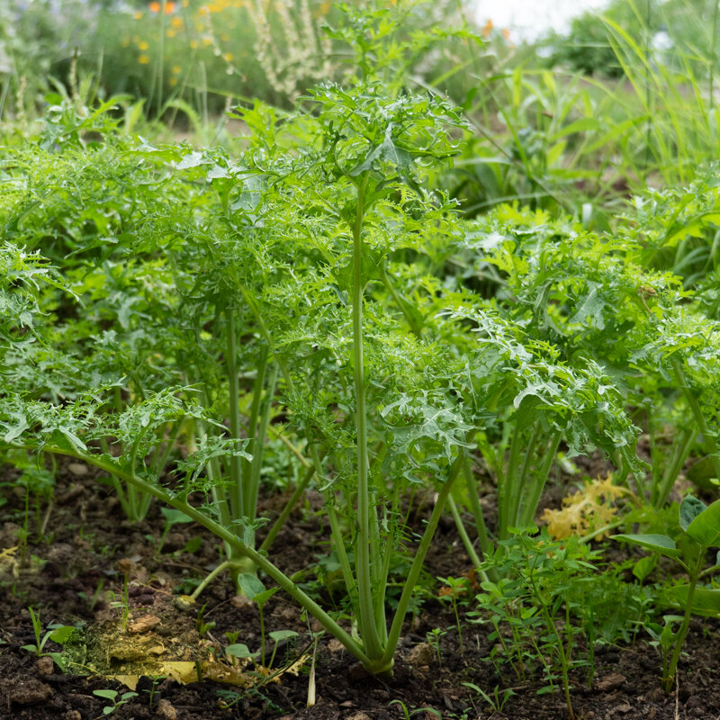 Indian mustards - Golden Frill