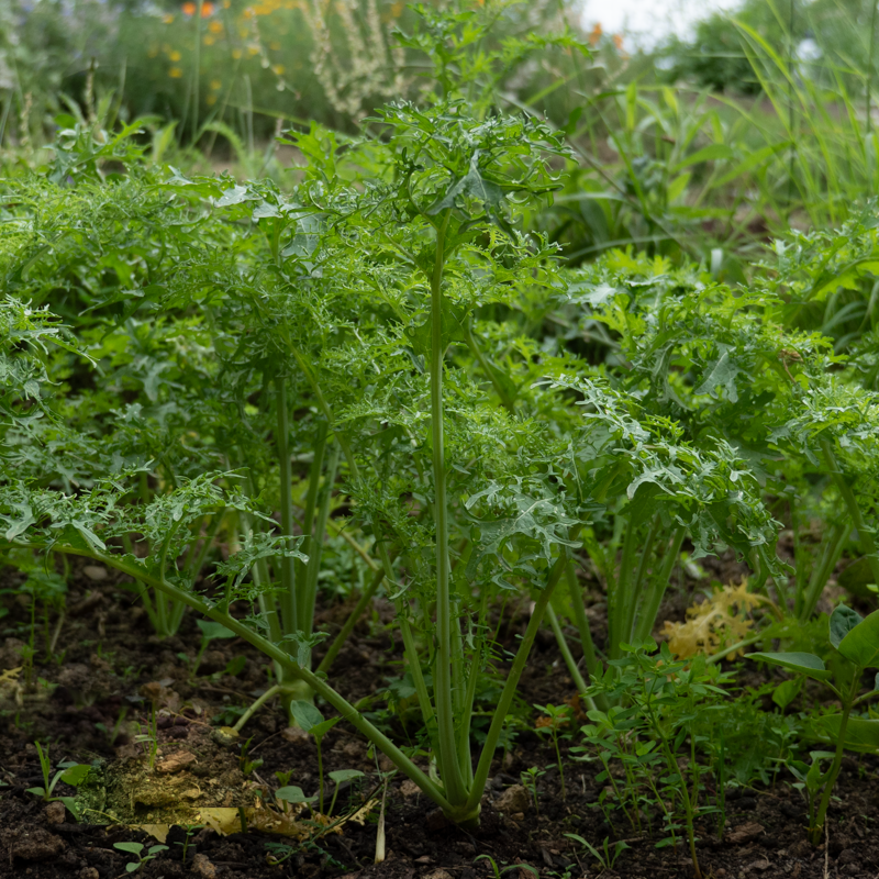 Indian mustards - Golden Frill