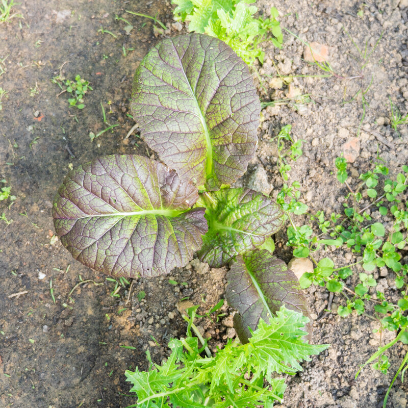 Indian mustards - Osaka Purple