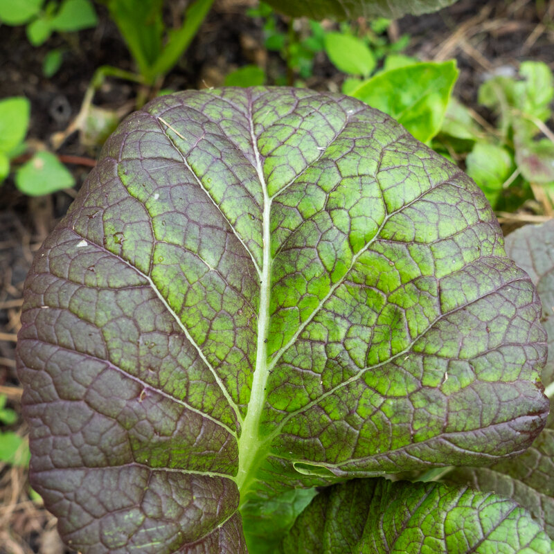 Indian mustards - Osaka Purple