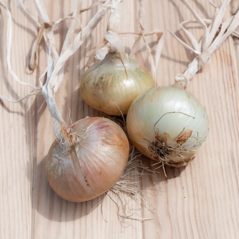 Onions - Rayolle des Cévennes