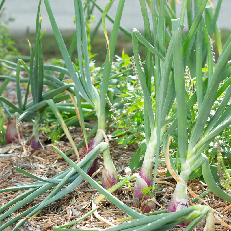 Onions - Rossa lunga di Firenze