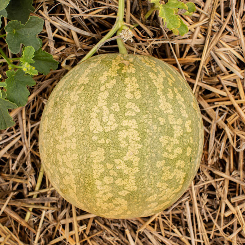 Watermelons -  Red Seeded Citron melon