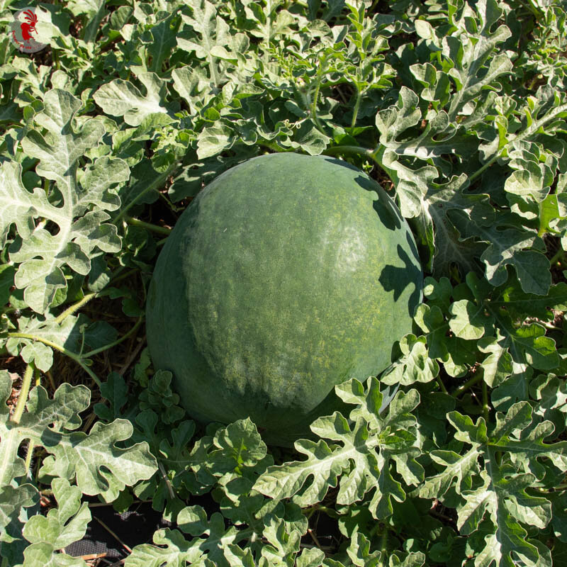 Watermelons - Verona