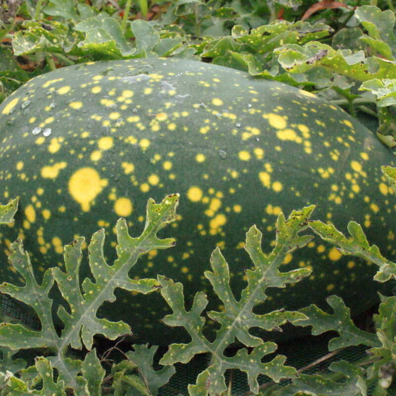 Watermelons - Yellow Fleshed Moon-Stars