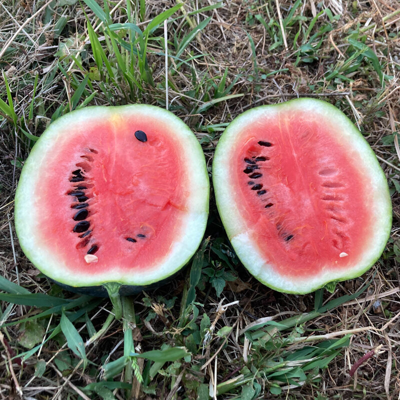 Watermelons - Lune-Étoiles Long Milky Way