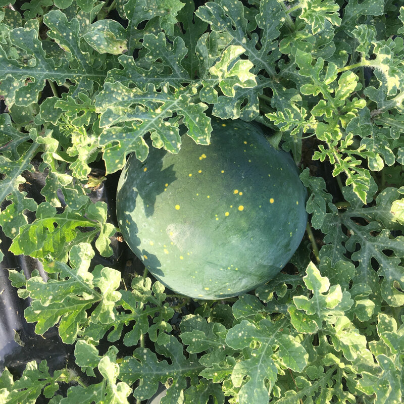 Watermelons - Lune-Étoiles Long Milky Way