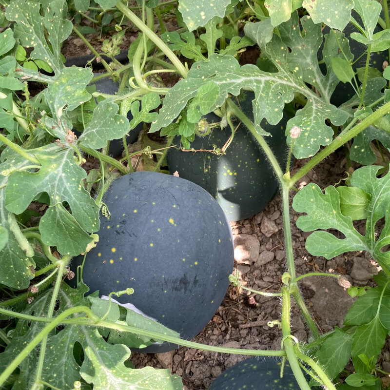 Watermelons - Lune-Étoiles Long Milky Way