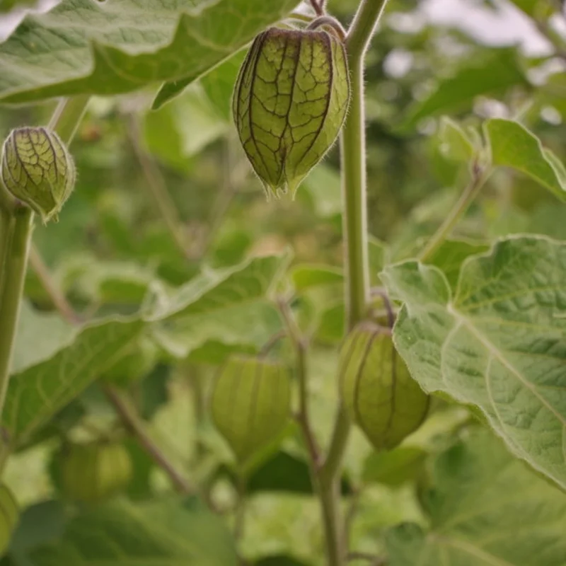 Physalis - Cape gooseberry