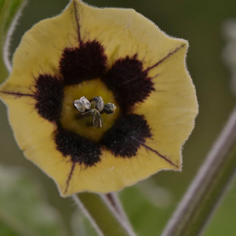 Physalis - Cape gooseberry