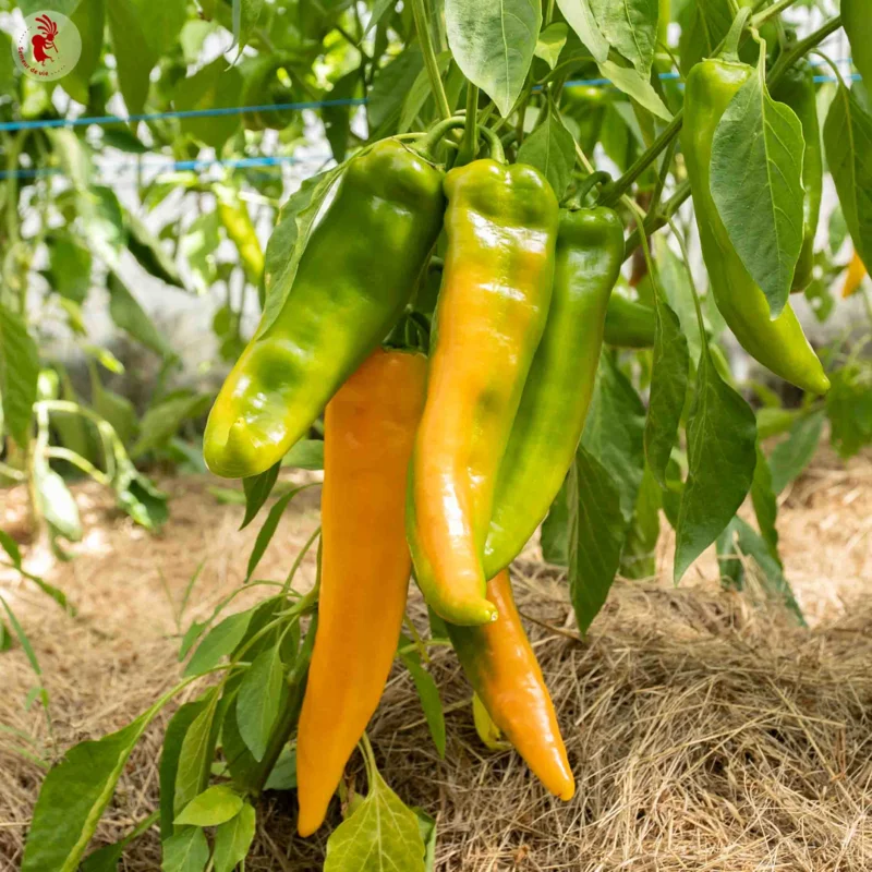 Peppers - Corno di Toro Giallo 