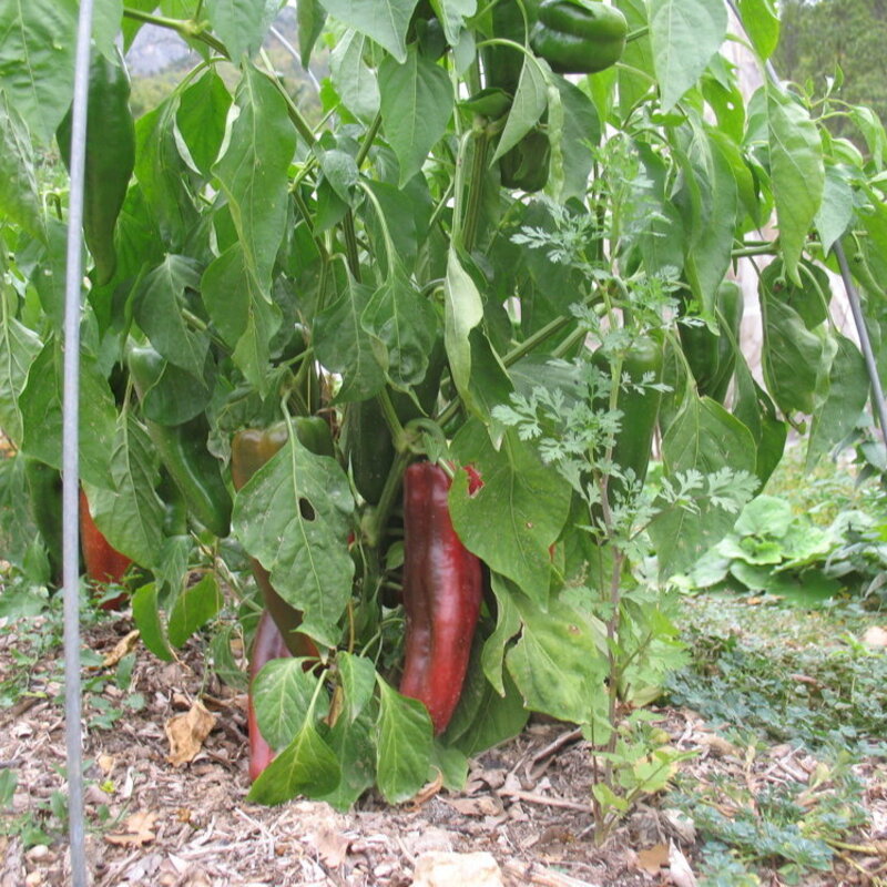 Peppers - Italian Red Marconi