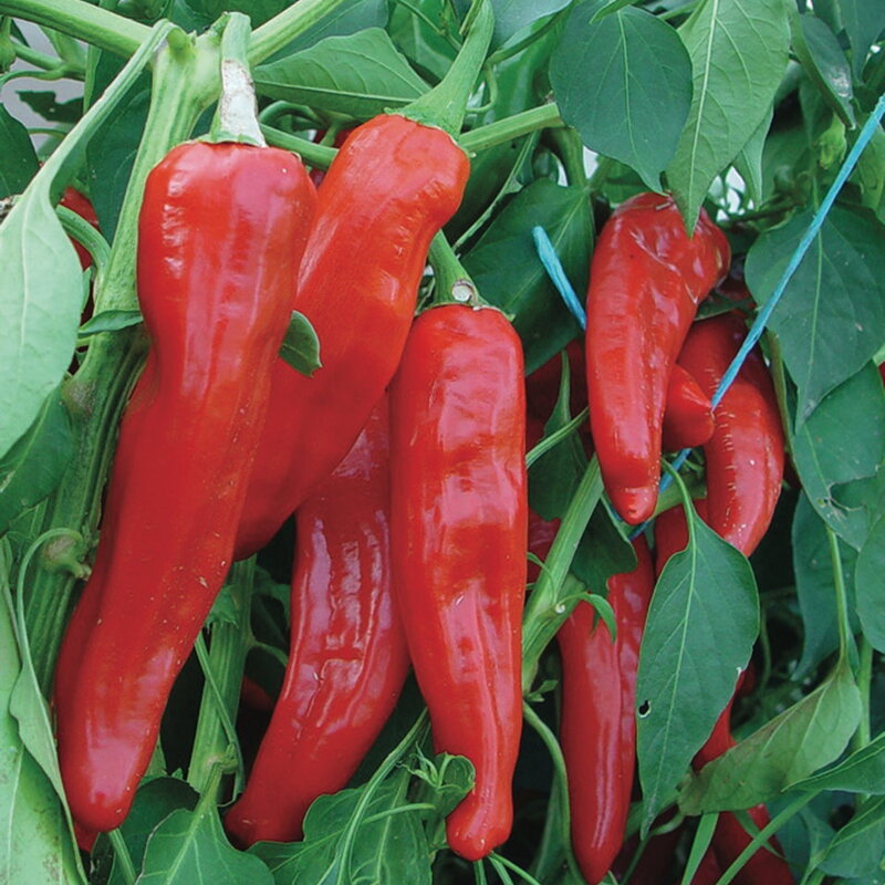 Peppers - Italian Red Marconi