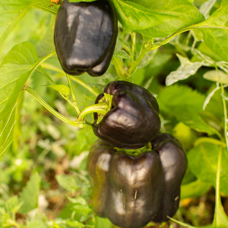 Peppers - Purple Beauty