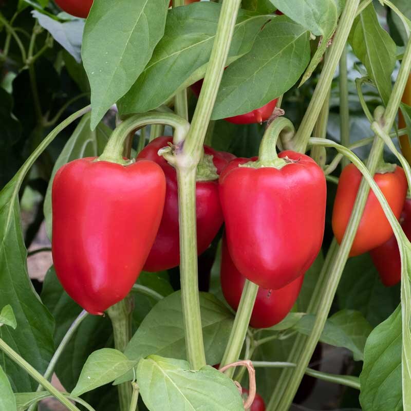 Peppers - Antohi Romanian