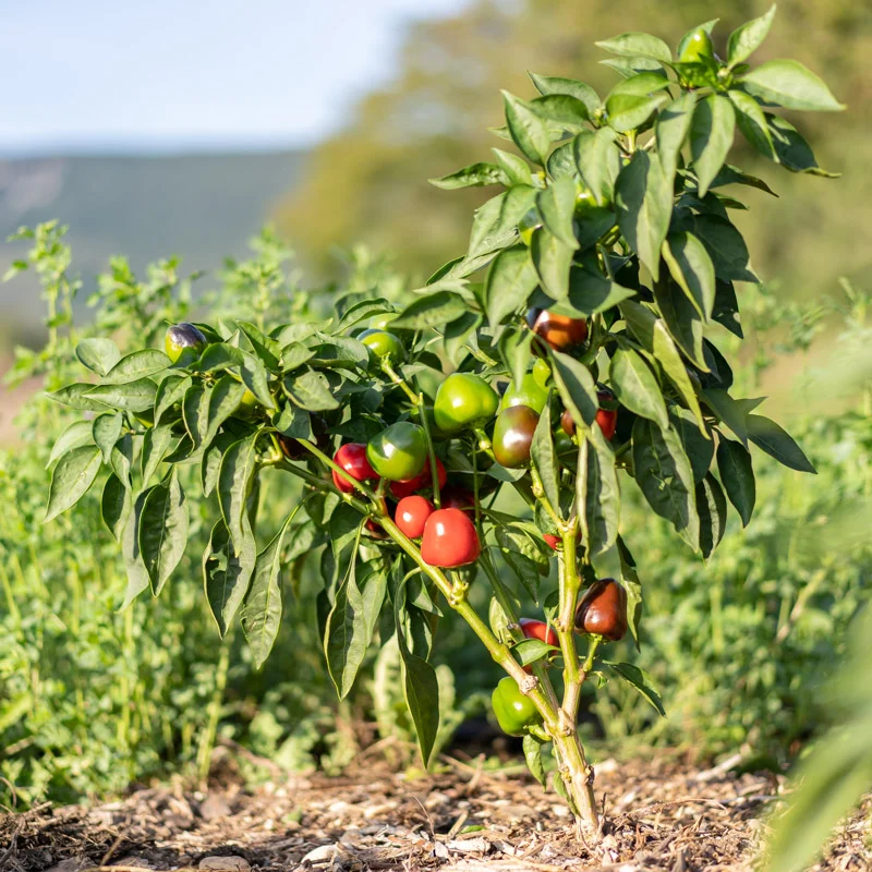 Peppers - Cherry Time