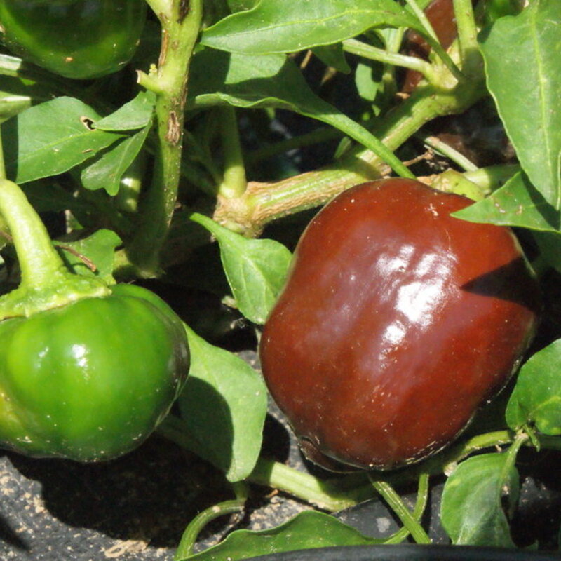 Peppers - Miniature Chocolate Bell