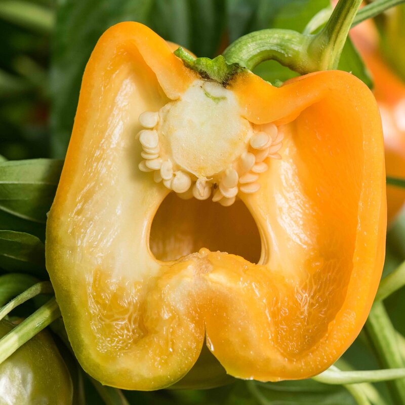 Peppers - Orange Bell