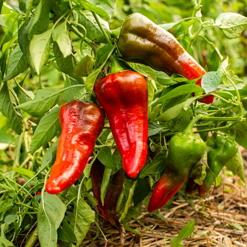Peppers - Relleno Red
