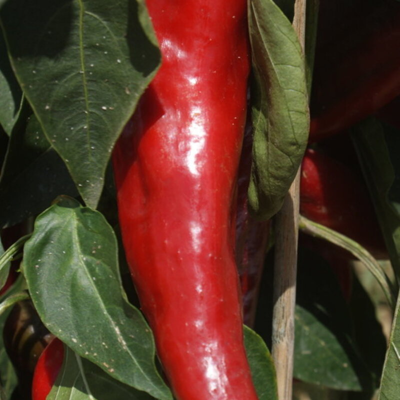 Peppers - Kapia Yag Biberi
