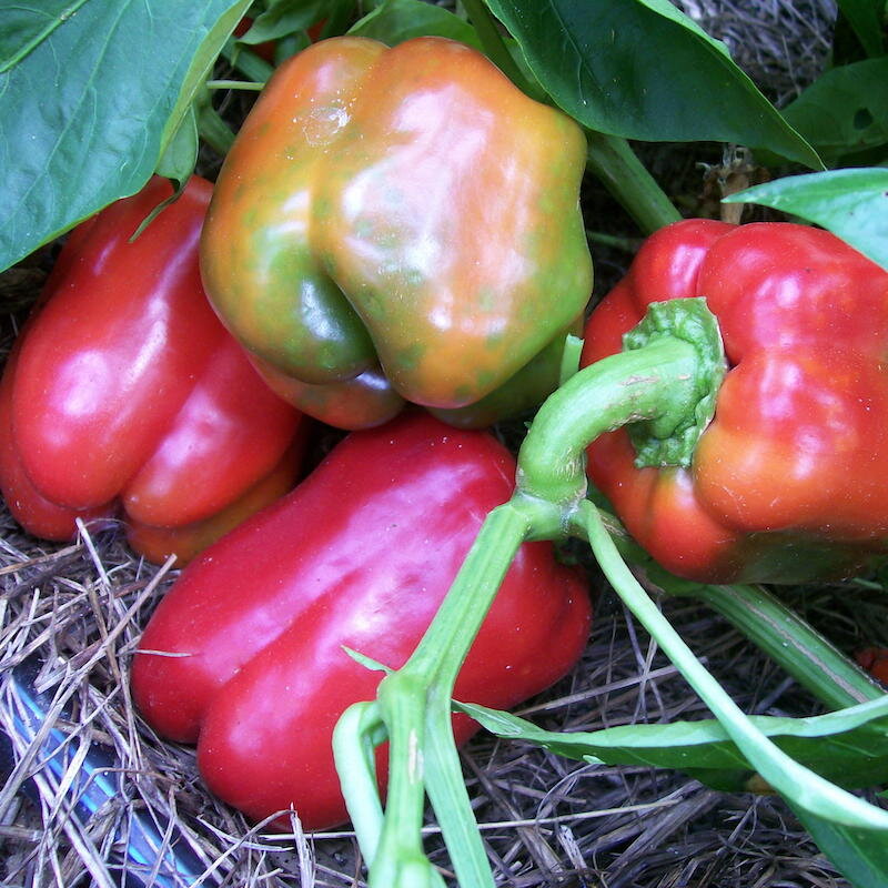 Peppers - Ruby Giant