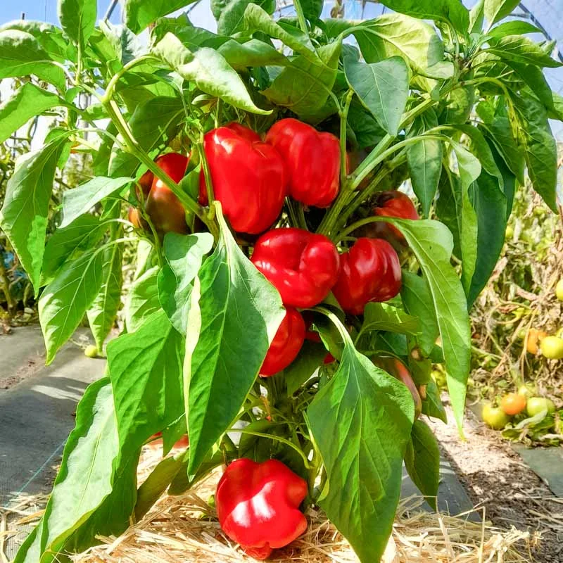 Peppers - Ruby Giant