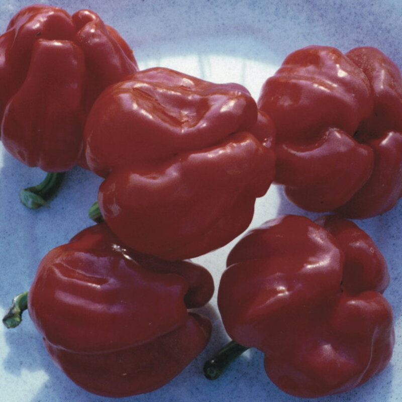 Peppers - Ampuis