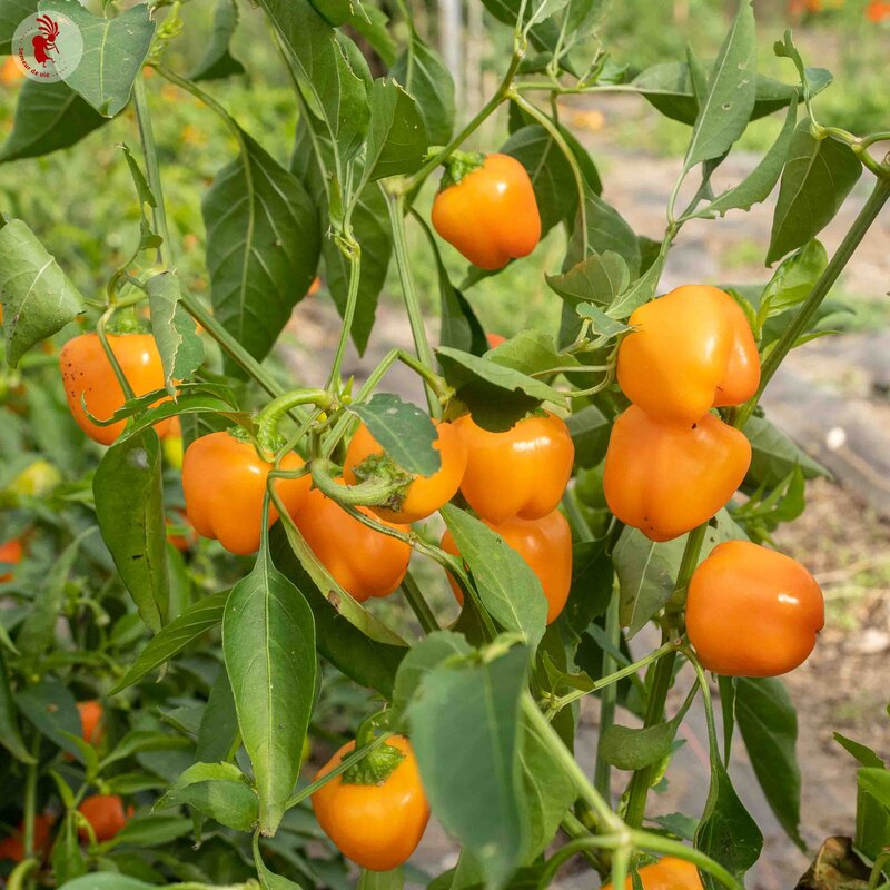 Peppers - Miniature Yellow Bell