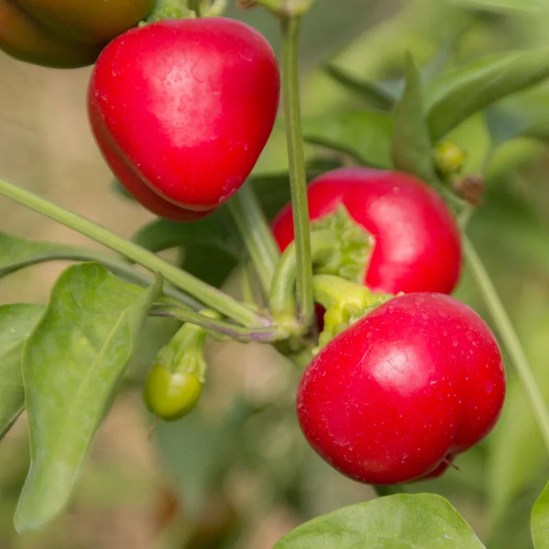 Peppers - Miniature Red Bell