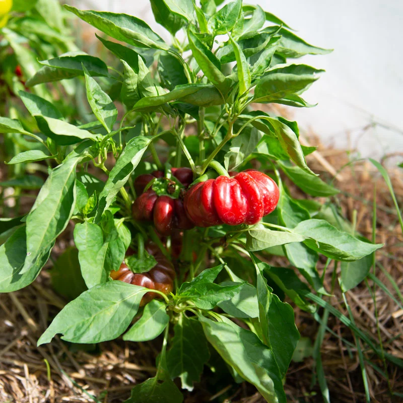 Peppers - Hungarian Red