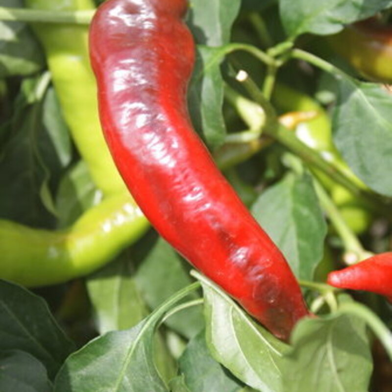 Peppers - Kolasca