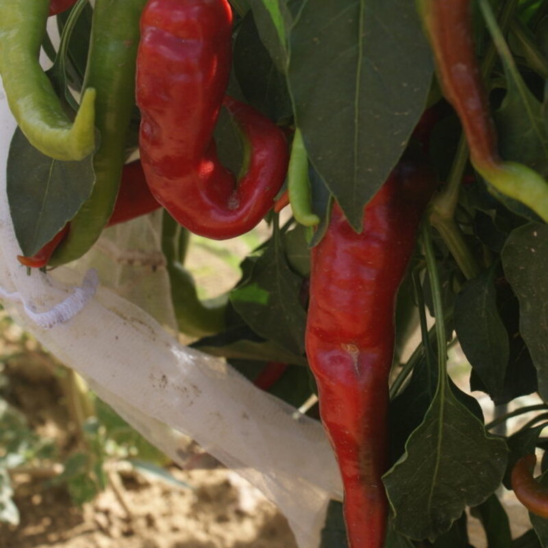 Peppers - Kolasca