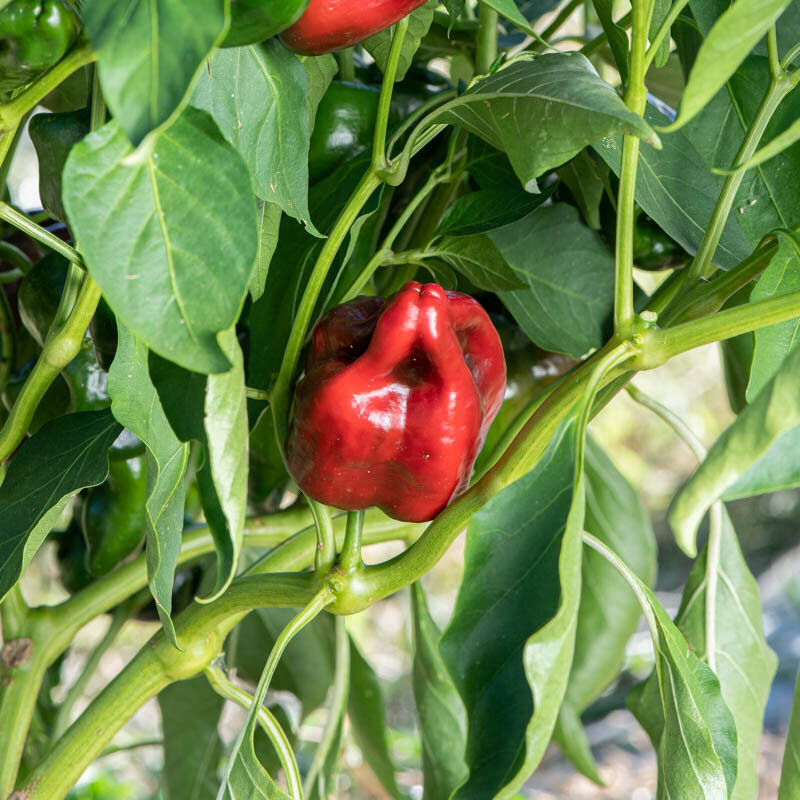 Peppers - Ancho Gigantea