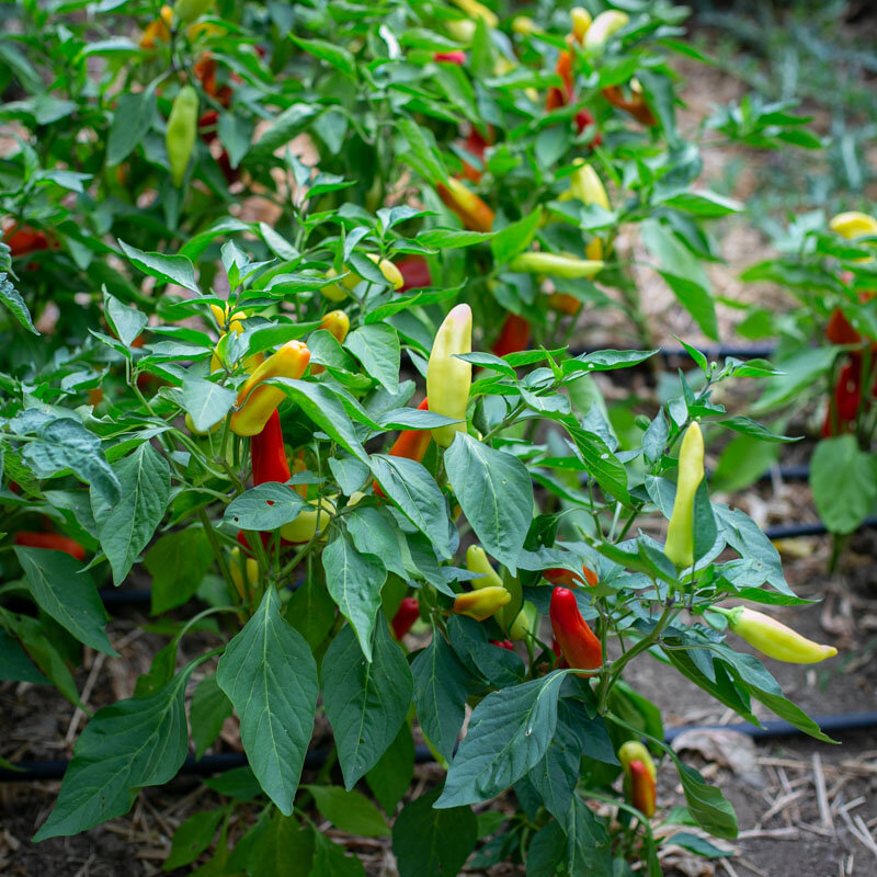 Peppers - Hungarian Hot Wax
