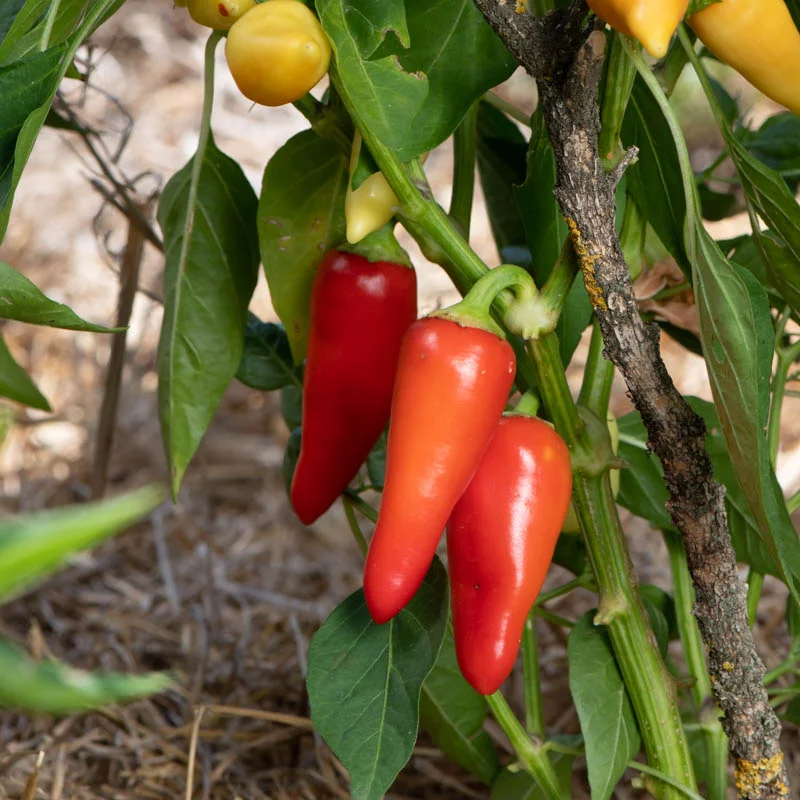 Peppers - Rio Grande