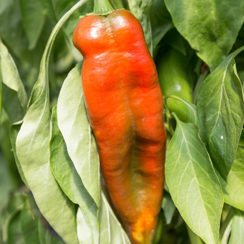 Peppers - Sandia Hot