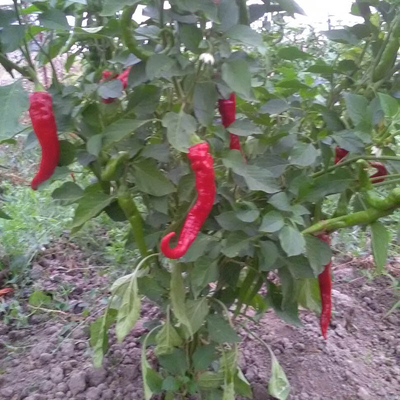 Peppers - Hot Portugal