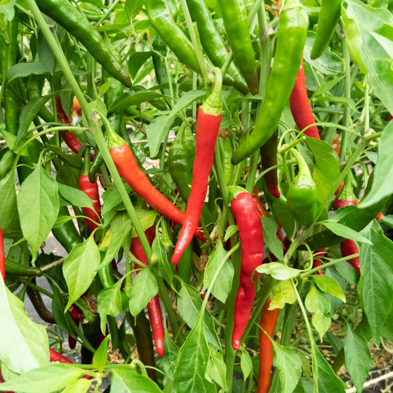 Peppers - Cayenne