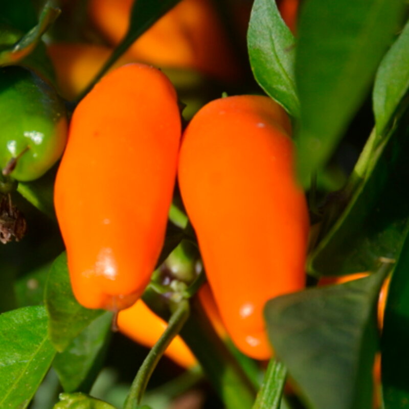 Peppers - Tabasco Short Yellow