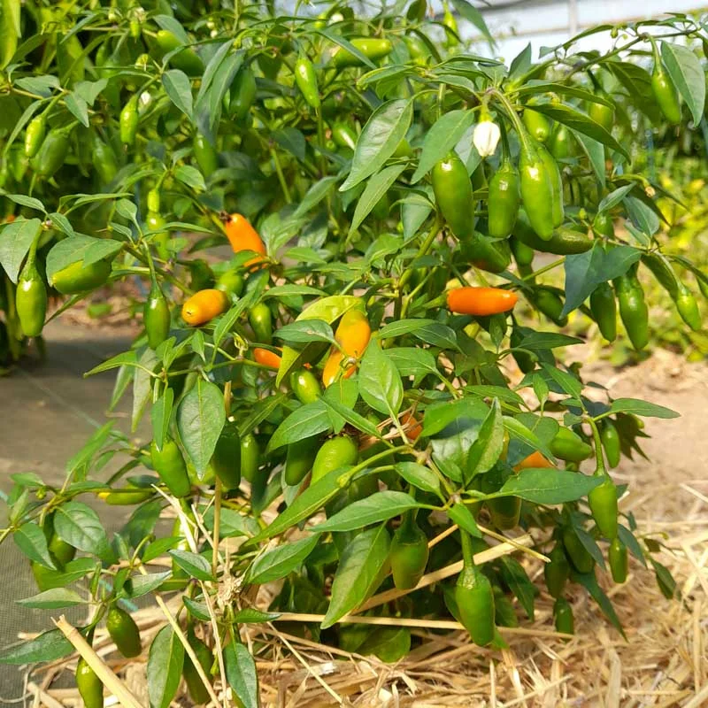 Peppers - Tabasco Short Yellow