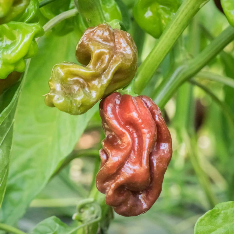 Peppers - Habanero Chocolate Brown