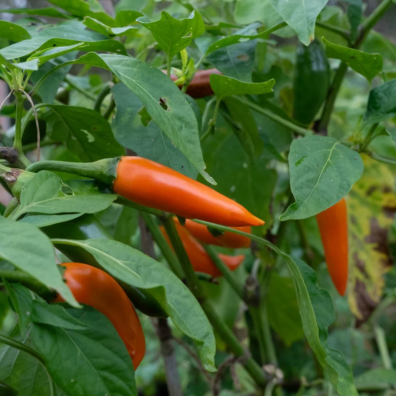 Peppers - Bulgarian Carrot