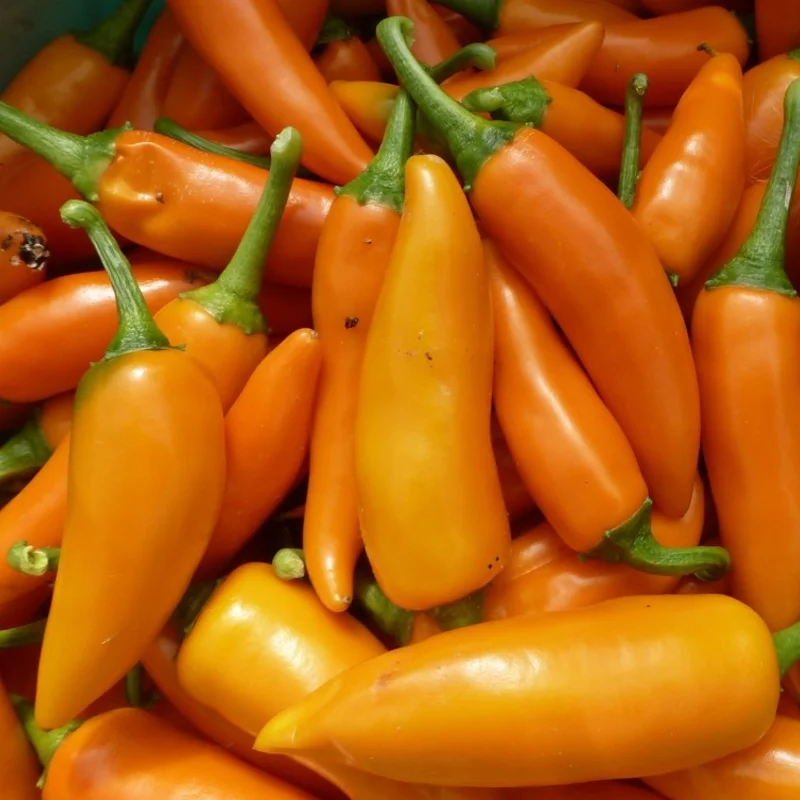 Peppers - Bulgarian Carrot