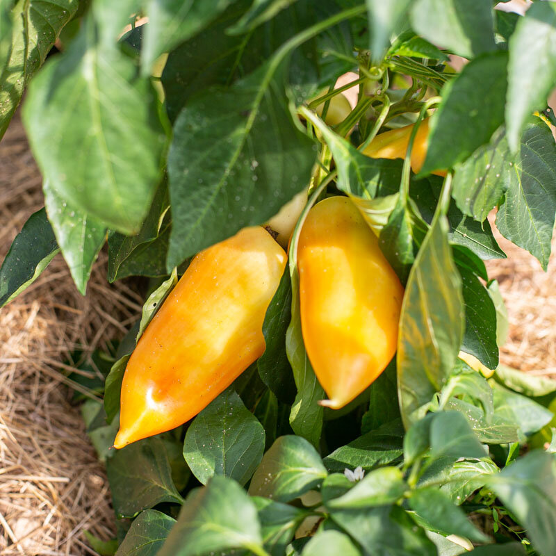 Peppers - Feher Ozon Paprika