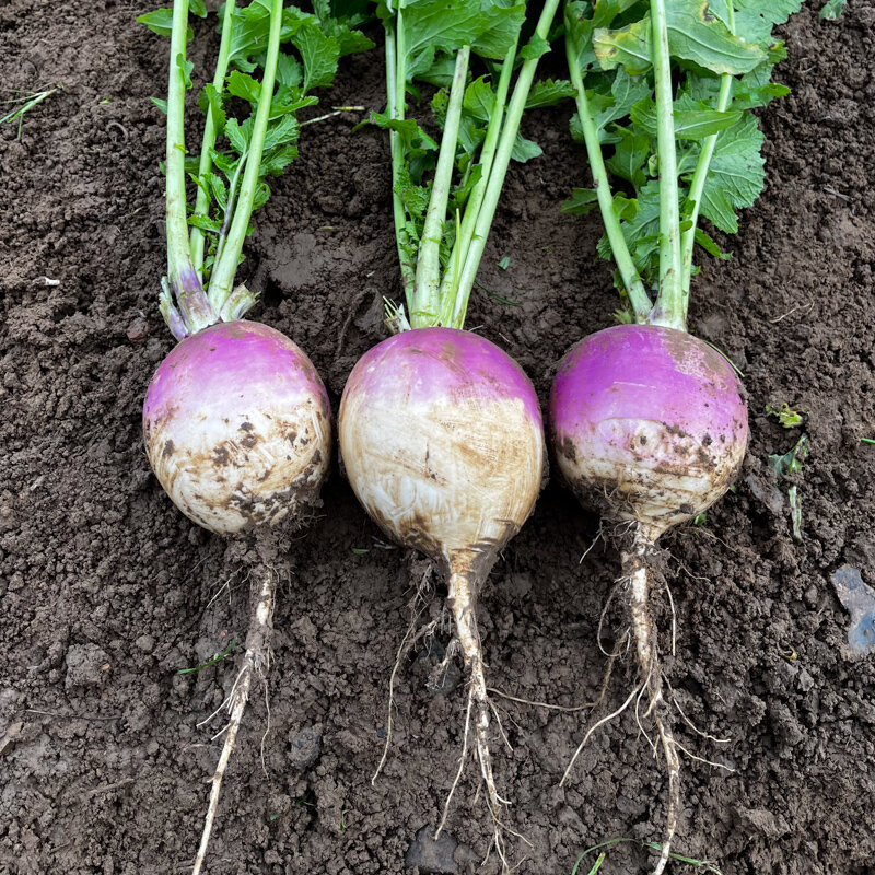 Turnips - Nancy à Collet Rose
