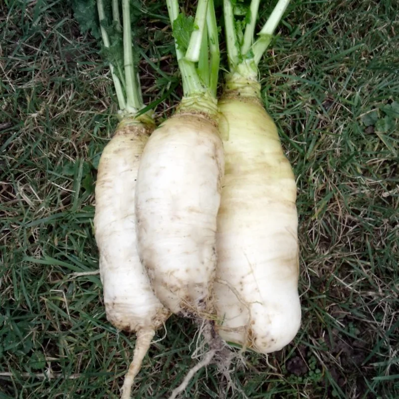 Turnips - Vertus Marteau/Jersey