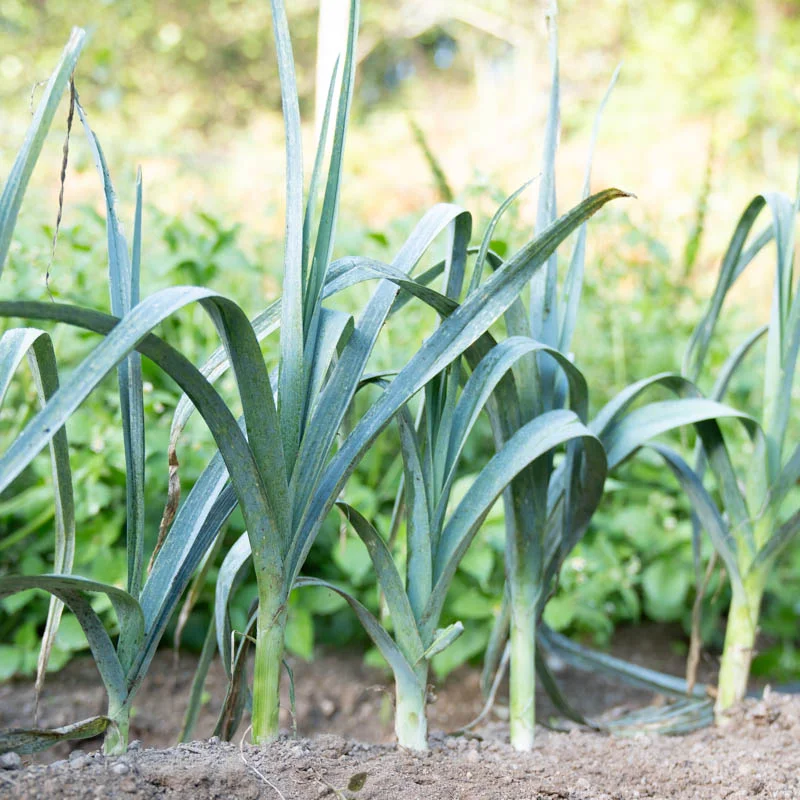 Leeks - Winter Giant