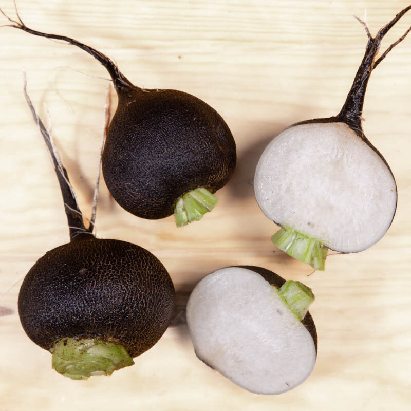 Radish - Black Round