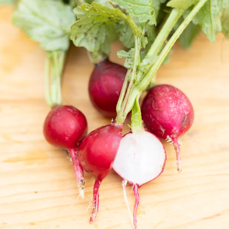 Radish - Saxa