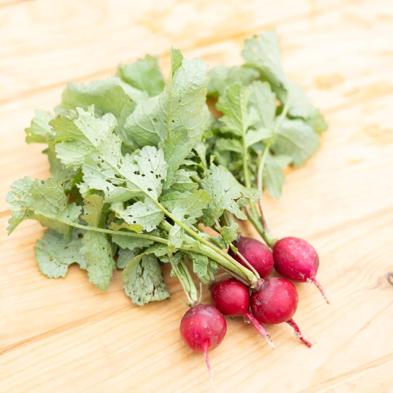 Radish - Saxa